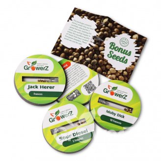 Northern Lights Fem.