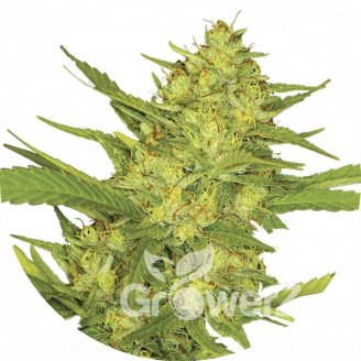 Sour Diesel Fem.