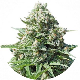 Купить семена марихуаны Gorilla Glue Auto Fem. Купить семена марихуаны Gorilla Glue Auto Fem.