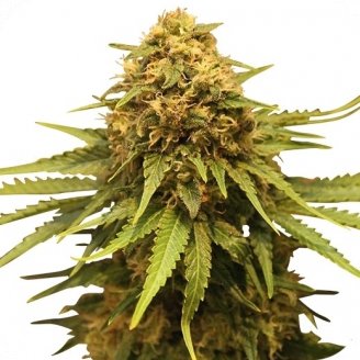 Купить семена марихуаны Critical + Auto Fem. Купить семена марихуаны Critical + Auto Fem.