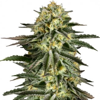 Купить семена марихуаны Kush-N-Cheese Auto Fem. Купить семена марихуаны Kush-N-Cheese Auto Fem.
