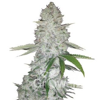 Gorilla Glue Auto Fem.