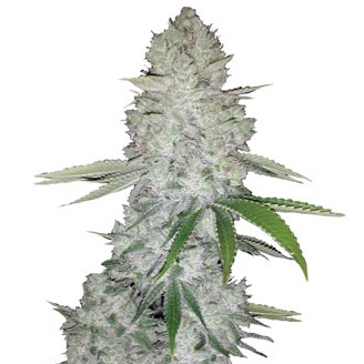 Купить семена марихуаны Gorilla Glue Auto Fem. Купить семена марихуаны Gorilla Glue Auto Fem.