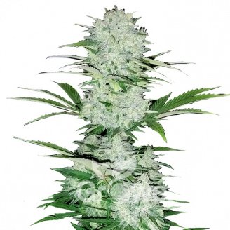 Six Shooter Auto Fem.