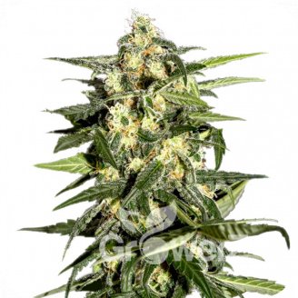 Jack Herer Fem.