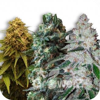 Indica Mix #1 Auto Fem.