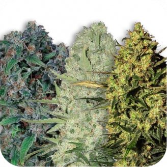 Купить семена марихуаны Collection Mix Fem.