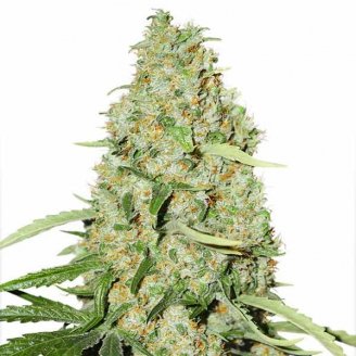 Купить семена марихуаны Brooklyn Sunrise Auto Fem. Купить семена марихуаны Brooklyn Sunrise Auto Fem.