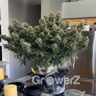 Quarter Pounder Auto Fem.