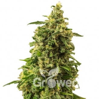 White Widow Auto Fem.