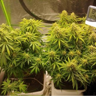 Bruce Banner Auto Fem.