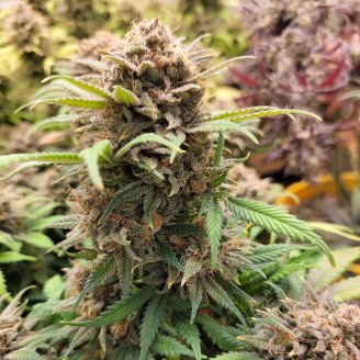 Papaya Cookies Auto Fem.