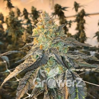 Bruce Banner # Auto Fem.