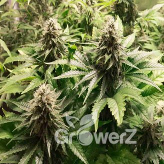 Moonshine Cookies Fem.