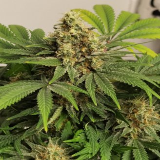 Gorilla Glue #4 Fem.