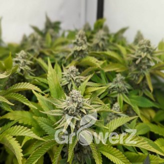 Grand Gorilla Auto Fem.