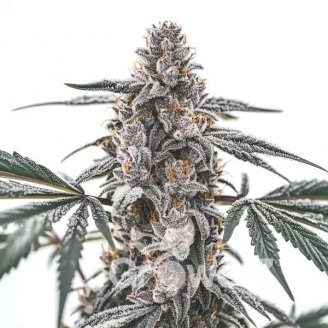 Black Widow Auto Fem.