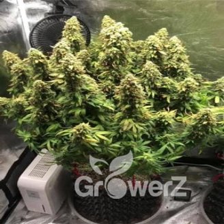 Keepers OG Auto Fem.