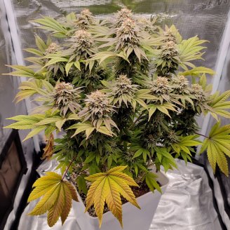 Keepers OG Auto Fem.