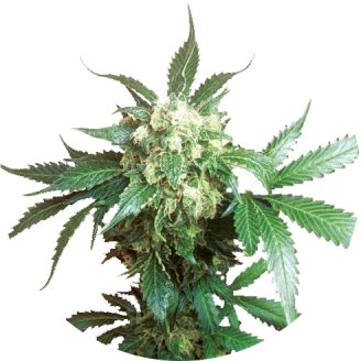 Купить семена марихуаны Black Domina Fem. Купить семена марихуаны Black Domina Fem.