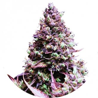 Купить семена марихуаны Cream Caramel Auto Fem.